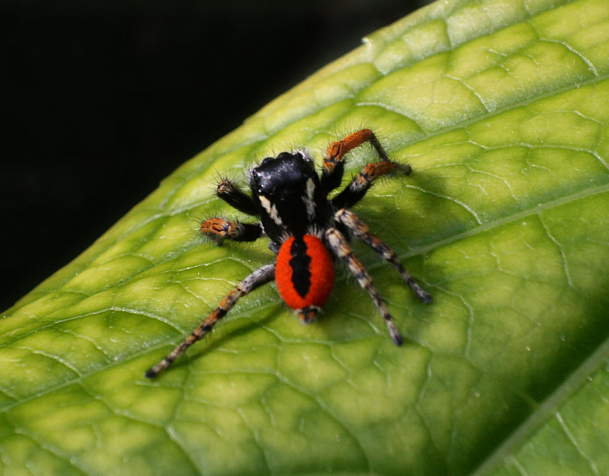Maschio di Philaeus chrysops - Lesmo (MI)